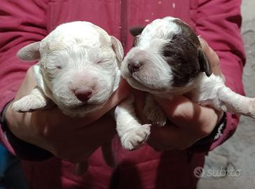 Cuccioli Lagotto Romagnolo