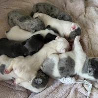 Cuccioli di bulldog francese