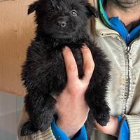 Cuccioli pastore tedesco