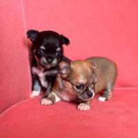 Cuccioli chihuahua