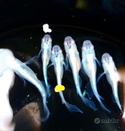 Medaka Butterfly miyuki