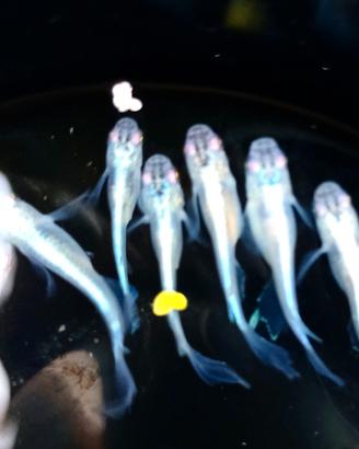 Medaka Butterfly miyuki