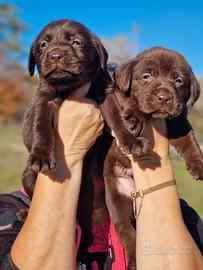 Cuccioli di Labrador - Marina Lab