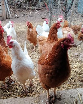 Galline ovaiole