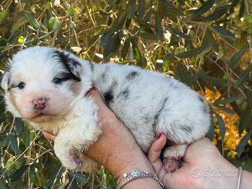 Cuccioli Australian Shepherd blu merle
