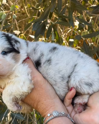Cuccioli Australian Shepherd blu merle