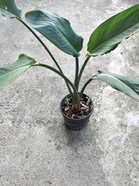 Pianta Strelitzia nicolaii pianta ornamentale