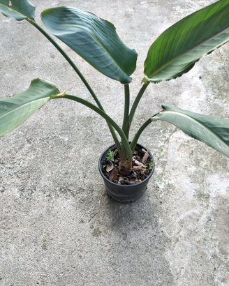 Pianta Strelitzia nicolaii pianta ornamentale