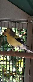 Lucherino tristis