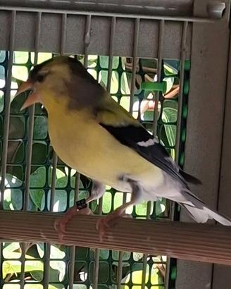 Lucherino tristis