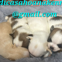 Chihuahua pedigree Enci