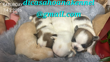 Chihuahua pedigree Enci