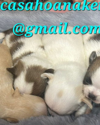 Chihuahua pedigree Enci