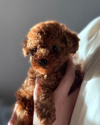 BARBONCINI TOY CUCCIOLI - POODLE RED puppy