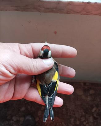 Cardellino
