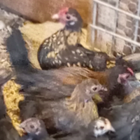 Sebright oro pulcinotti 15 euro