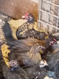 Sebright oro pulcinotti 15 euro