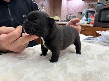 Cucciolo di bulldog francese