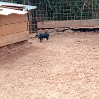 Disponibile maialini nani