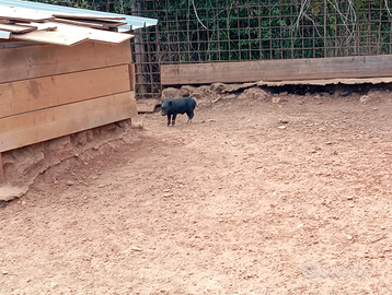 Disponibile maialini nani