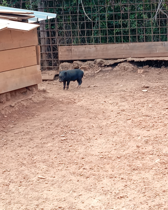 Disponibile maialini nani