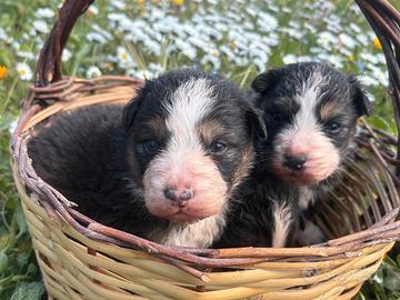 Cuccioli di pastore australiano con pedigree