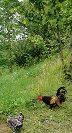 Gallo nato la scorsa primavera