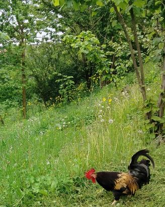 Gallo nato la scorsa primavera