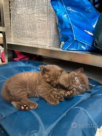 Cuccioli Scottish Fold X British Shorthair