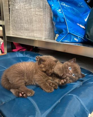 Cuccioli Scottish Fold X British Shorthair
