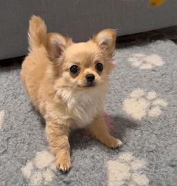 Cucciolo di chihuahua a pelo lungo con pedigree
