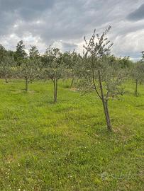 Alberi  di ulivo