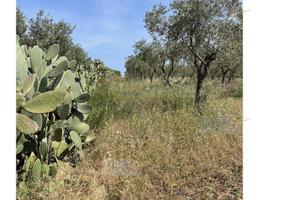 Terreno Agricolo Conversano [A4322885]