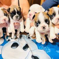 Bulldog francesi con pedigree
