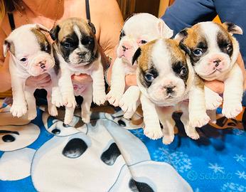 Bulldog francesi con pedigree