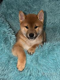 Cuccioli di shiba inu