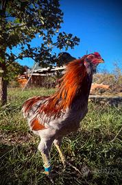 Coppia di Araucana