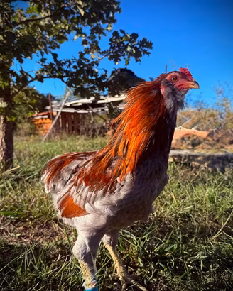 Coppia di Araucana