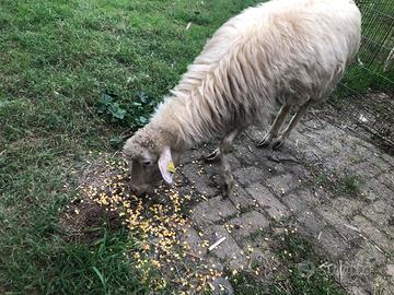 Pecore sarde con montone AARR