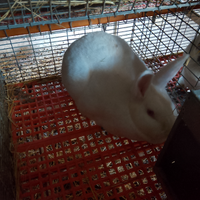 Conigli nuova zelanda