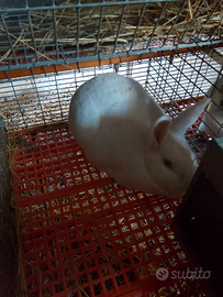 Conigli nuova zelanda