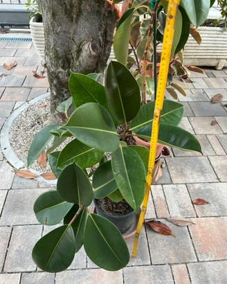 Piante