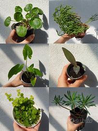 Piante tropicali da esterno