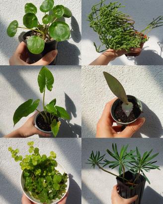 Piante tropicali da esterno