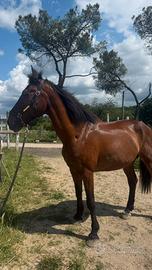 Cavallo maremmano anam