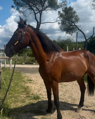 Cavallo maremmano anam