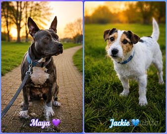  ADOZIONE RESPONSABILE – MAYA E JACKIE