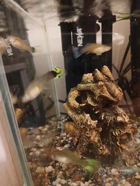 Guppy di colorazioni miste