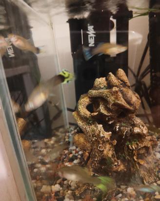 Guppy di colorazioni miste