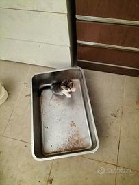 Gattina di due mesi in adozione